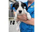 PJ Mixed Breed (Medium) Puppy Female