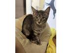 Peep 41272 Domestic Shorthair Kitten Male