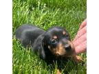 Pug Puppy for sale in Niles, MI, USA