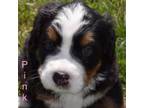 Bernese Mountain Dog Puppy for sale in Traverse City, MI, USA