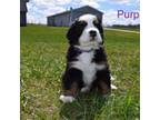 Bernese Mountain Dog Puppy for sale in Traverse City, MI, USA