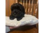 Maltipoo Puppy for sale in Blue Springs, MO, USA