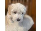 Maltipoo Puppy for sale in Blue Springs, MO, USA