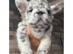 French Bulldog Puppy for sale in Miami, FL, USA