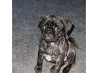 Pug Puppy for sale in Duncanville, TX, USA