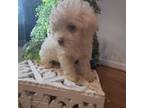 Shih-Poo Puppy for sale in Greensboro, NC, USA