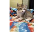Luffy, Domestic Shorthair For Adoption In North Little Rock, Arkansas