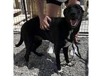 Chesty, Labrador Retriever For Adoption In Pahrump, Nevada