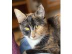 Swan, Domestic Shorthair For Adoption In Altoona, Pennsylvania