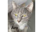 Aro, Domestic Shorthair For Adoption In Altoona, Pennsylvania