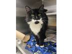 Scholar, Domestic Shorthair For Adoption In Baltimore, Maryland