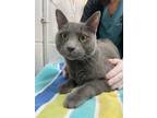 Nevarro, Domestic Shorthair For Adoption In Baltimore, Maryland