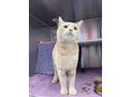 Pyke, Domestic Shorthair For Adoption In Baltimore, Maryland