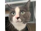 Ski Liam -- Bonded Buddy With Moro, Domestic Shorthair For Adoption In Des