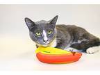 Roxanne, Domestic Shorthair For Adoption In Houston, Texas