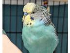 Denis, Parakeet - Other For Adoption In Virginia Beach, Virginia