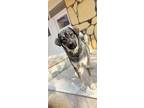 Dora, Labrador Retriever For Adoption In Palos Heights, Illinois