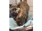 Callie, Willow Grove Pa (fcid 04/02/2024-120), Domestic Shorthair For Adoption