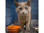 Charlie (fcid# 04/11/2024 - 46 Trainer), Domestic Shorthair For Adoption In