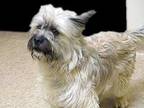 Charlie, Terrier (unknown Type, Medium) For Adoption In Wildomar, California