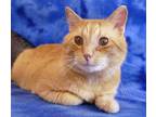 Ohseetoo, Domestic Shorthair For Adoption In Slinger, Wisconsin