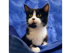 Barbie, Domestic Shorthair For Adoption In Slinger, Wisconsin