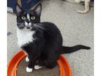 Fena, Domestic Shorthair For Adoption In Slinger, Wisconsin