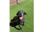 Raven, Labrador Retriever For Adoption In Slinger, Wisconsin