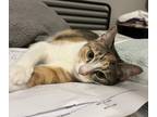 Sage, Domestic Shorthair For Adoption In Richmond, Virginia