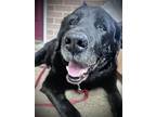 Ruggie, Labrador Retriever For Adoption In Mississauga, Ontario