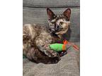 Purrla, Domestic Shorthair For Adoption In Cary, North Carolina