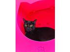 Mila, Domestic Shorthair For Adoption In Fort Myers, Florida