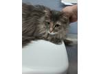 Abbey Rosie, Domestic Longhair For Adoption In Winchester, Oregon