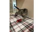 Eloise, Domestic Shorthair For Adoption In Lincoln, Nebraska