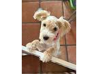 Freya, Terrier (unknown Type, Small) For Adoption In Mesa, Arizona