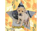 Mango, American Pit Bull Terrier For Adoption In Mesa, Arizona