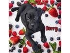 Berry, American Pit Bull Terrier For Adoption In Mesa, Arizona