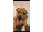 Apple, American Pit Bull Terrier For Adoption In Mesa, Arizona