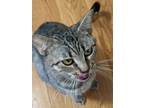 Sushi, Domestic Shorthair For Adoption In Encinitas, California