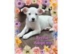 Reenie, Labrador Retriever For Adoption In Grove, Oklahoma
