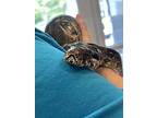 Boris, Snake For Adoption In Monterey, California