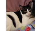Blizzard, Domestic Shorthair For Adoption In Milpitas, California