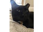 Raven, Domestic Shorthair For Adoption In Palatine, Illinois