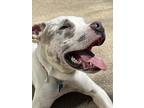 Wonder Boy, American Pit Bull Terrier For Adoption In Joliet, Illinois
