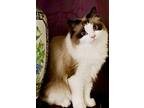 Molly And Katy, Ragdoll For Adoption In South Salem, New York