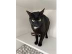 Gallucci, Domestic Shorthair For Adoption In Milltown, New Jersey