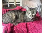 Katy And Molly, Tabby For Adoption In South Salem, New York