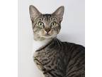 Froakie! Read Her Sad Story!, Bengal For Adoption In South Salem, New York