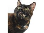 Rosie Is Ridiculously Sweet!, Domestic Shorthair For Adoption In South Salem