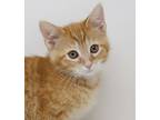 Ruby Is Ridiculously Sweet!, Domestic Shorthair For Adoption In South Salem